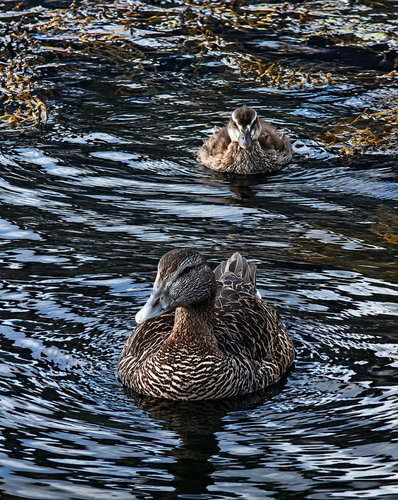 Common Eider