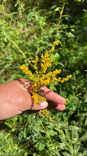 iNaturalist observation photo of early goldenrod