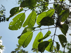 Caryodaphnopsis cogolloi