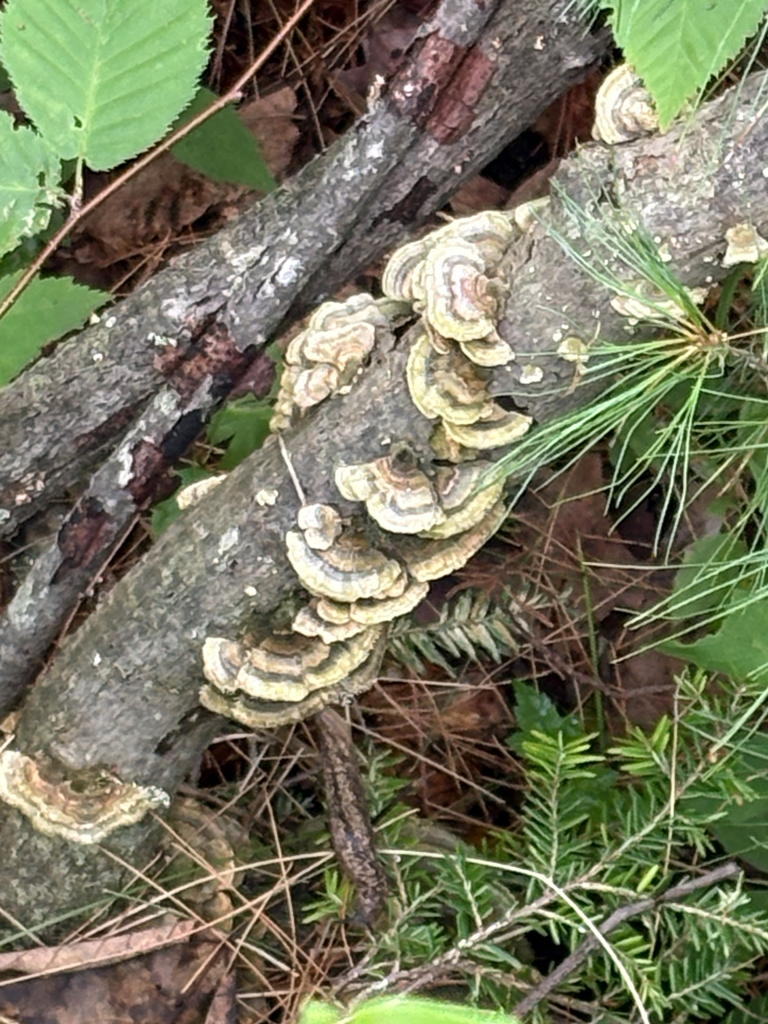 turkey-tail · July 2026 · photo: Photo: (c) allball003, some rights reserved (CC BY) · iNaturalist