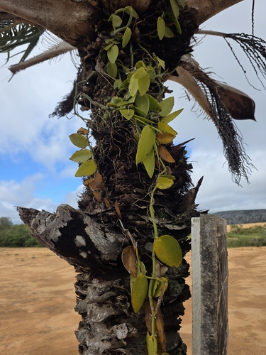 Vanilla palmarum, photograph 2