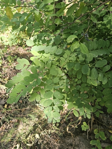 black locust