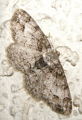 Paradarisa consonaria