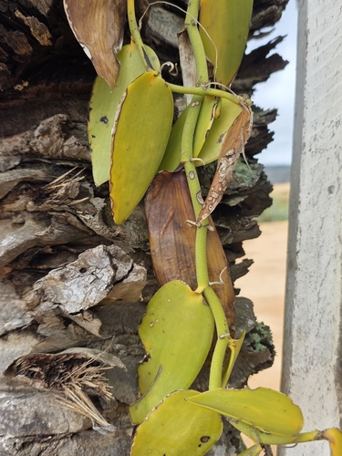 Vanilla palmarum, photograph 5