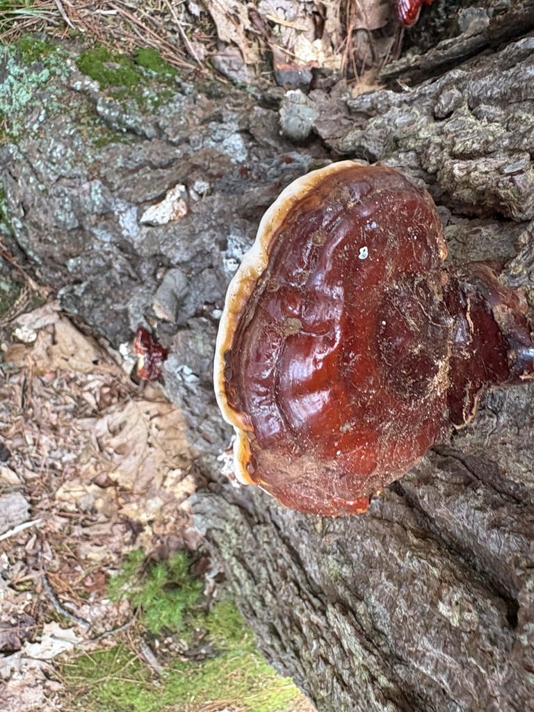 hemlock varnish shelf · July 2026 · photo: Photo: (c) allball003, some rights reserved (CC BY) · iNaturalist
