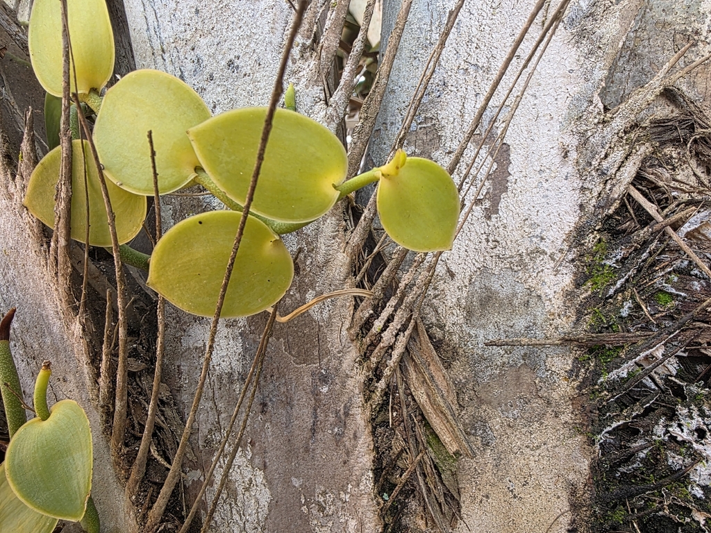 Vanilla palmarum; photograph (c) Marcello Mastroianni Albuquerque Araújo, some rights reserved (CC BY)