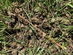 Coprinopsis pseudonivea