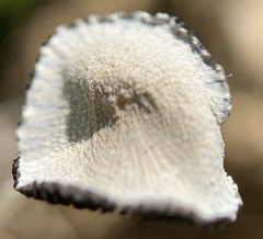 Coprinopsis pseudonivea