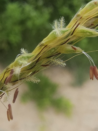 Ischaemum ciliare observed 2026-07-30