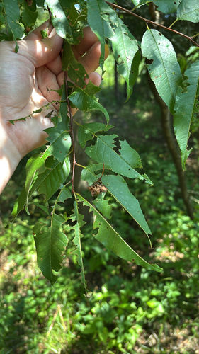 iNaturalist observation photo of fire cherry