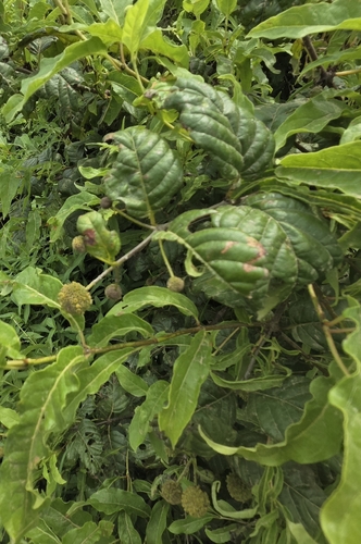 buttonbush