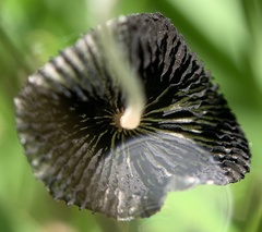 Coprinopsis pseudonivea