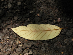 Caryodaphnopsis cogolloi