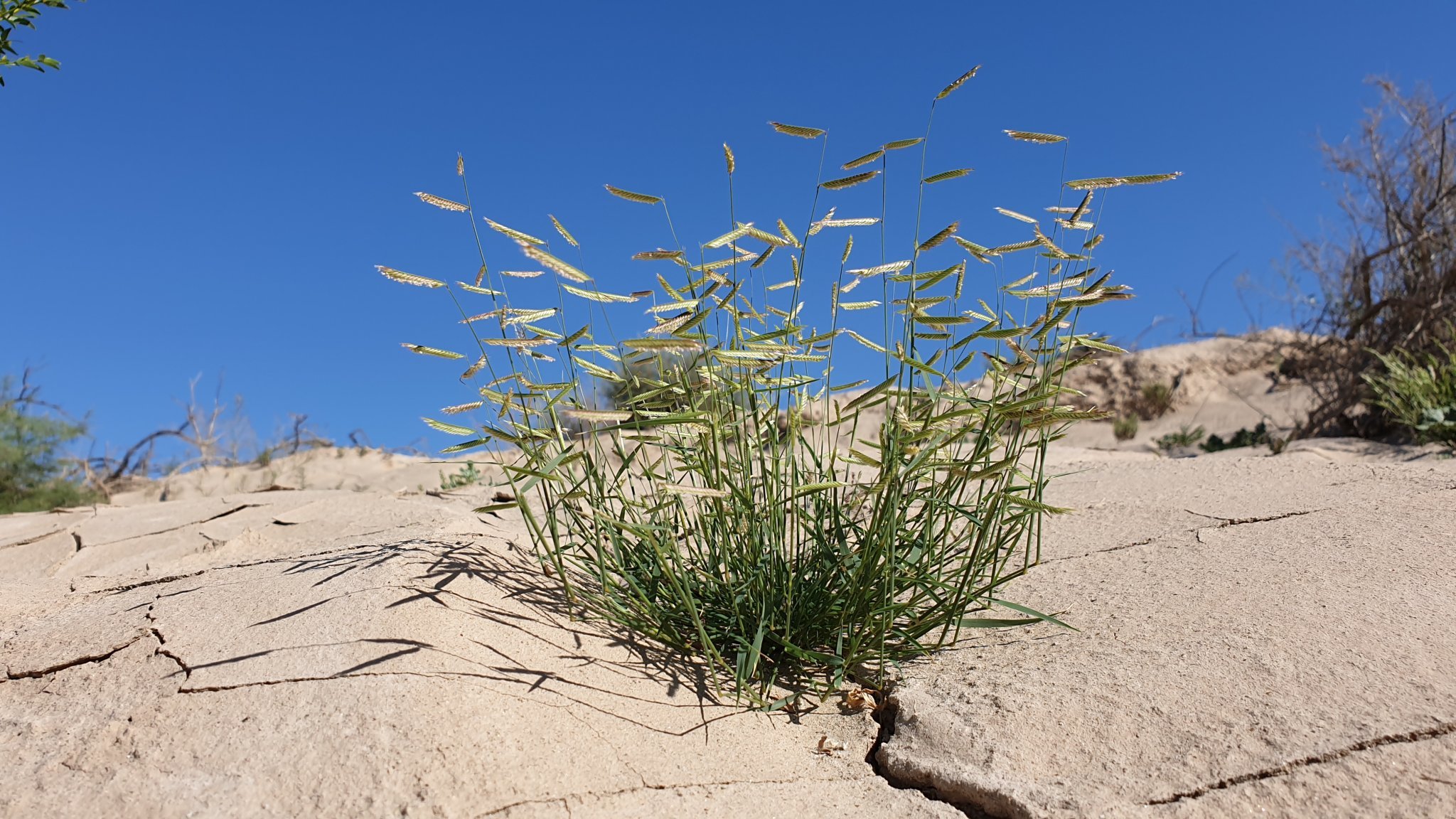Bouteloua barbata var. barbata