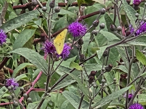 Orange Sulphur