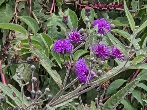 Tall Ironweed