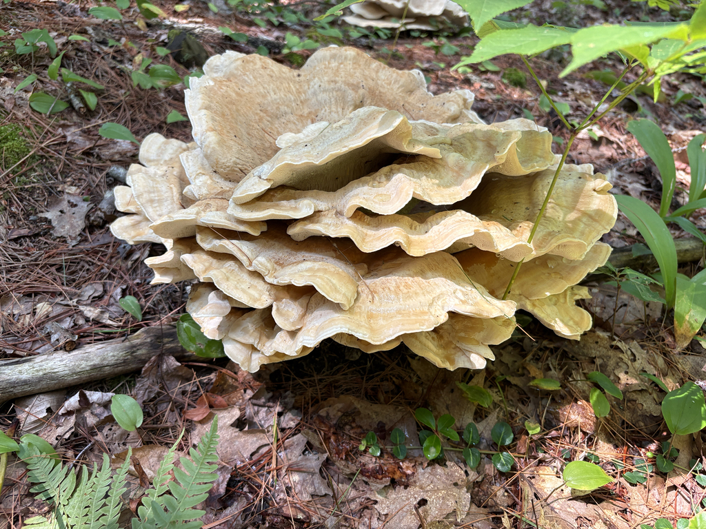Berkeley's Polypore · July 2026 · photo: Photo: (c) allball003, some rights reserved (CC BY) · iNaturalist
