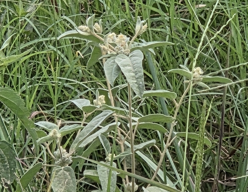 Lindheimer's Doveweed