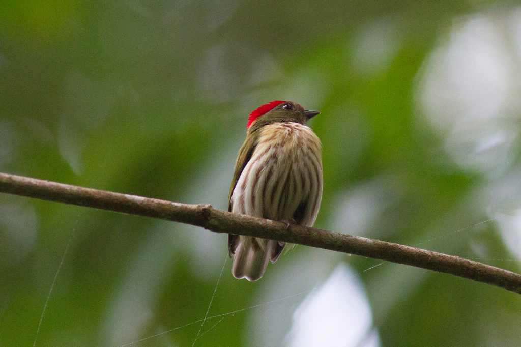 Eastern Striped Manakin
