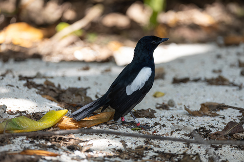 Seychelles Magpie-Robin (Copsychus sechellarum)
