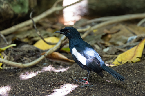 Seychelles Magpie-Robin (Copsychus sechellarum), photo 2