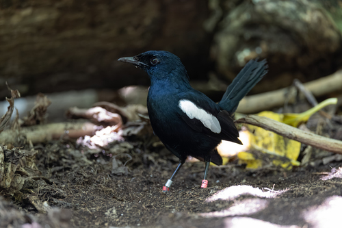 Seychelles Magpie-Robin (Copsychus sechellarum), photo 9