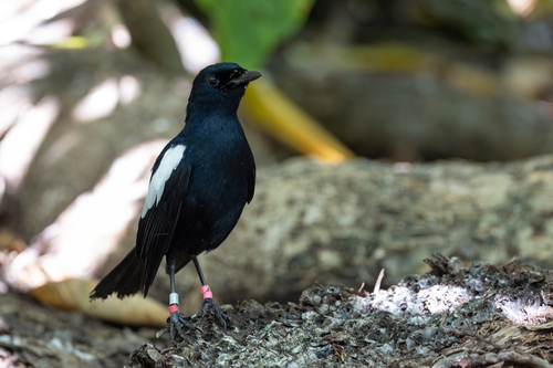 Seychelles Magpie-Robin (Copsychus sechellarum), photo 8