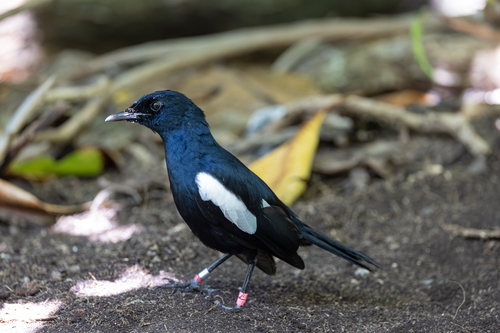 Seychelles Magpie-Robin (Copsychus sechellarum), photo 10