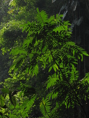 Zanthoxylum lenticulare