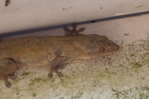 Bronze gecko, Ailuronyx seychellensis