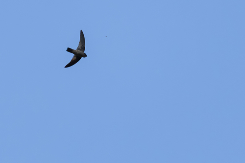 Seychelles Swiftlet (Aerodramus elaphrus)