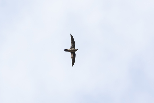 Seychelles Swiftlet (Aerodramus elaphrus), photo 2