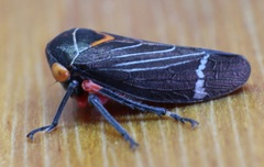 Eurymeloides lineata