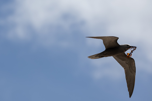 iNaturalist image