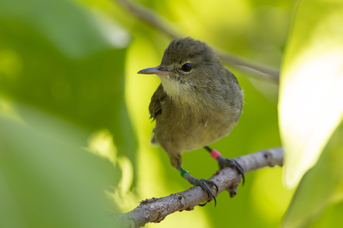 Seychelles Warbler (Acrocephalus sechellensis)