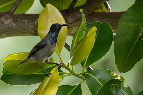 Seychelles Sunbird (Cinnyris dussumieri), photo 10