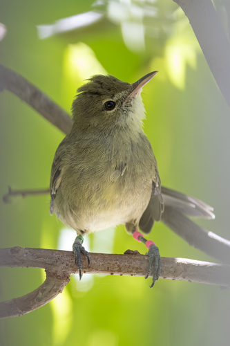 Seychelles Warbler (Acrocephalus sechellensis), photo 2