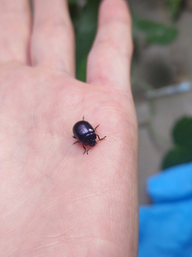 violet leaf beetle