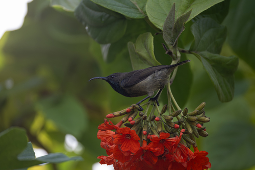 Seychelles Sunbird (Cinnyris dussumieri), photo 9