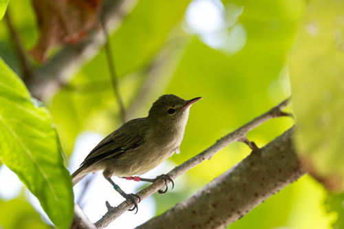 Seychelles Warbler (Acrocephalus sechellensis), photo 4