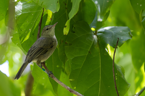 Seychelles Warbler (Acrocephalus sechellensis), photo 5
