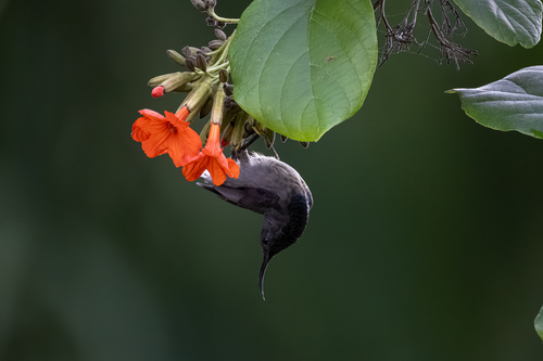 Seychelles Sunbird (Cinnyris dussumieri), photo 8