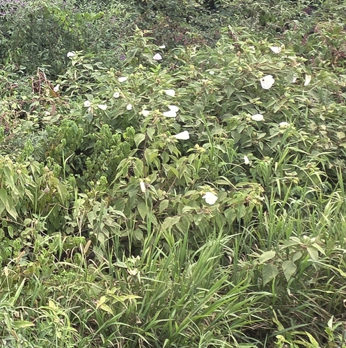woolly rosemallow