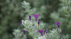 Nolana pilosa