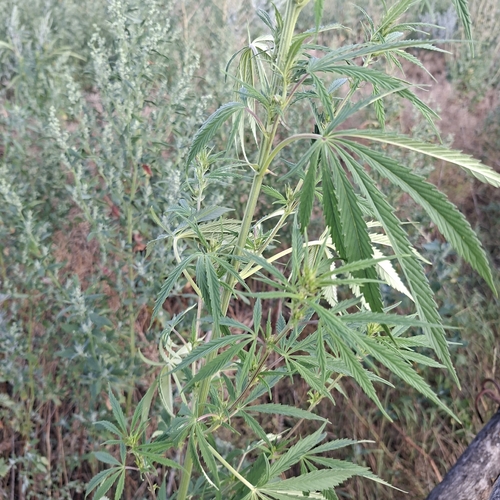 Cannabis