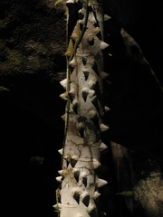 Zanthoxylum lenticulare