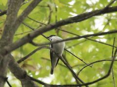 Ficedula semitorquata