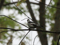 Ficedula semitorquata