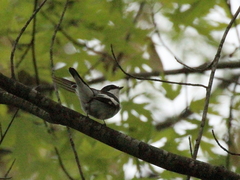 Ficedula semitorquata