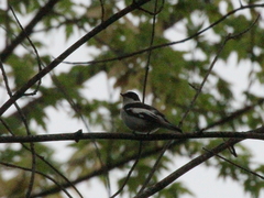 Ficedula semitorquata